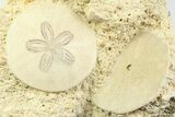 Two Fossil Sand Dollars (Scutella) - France #359684-1